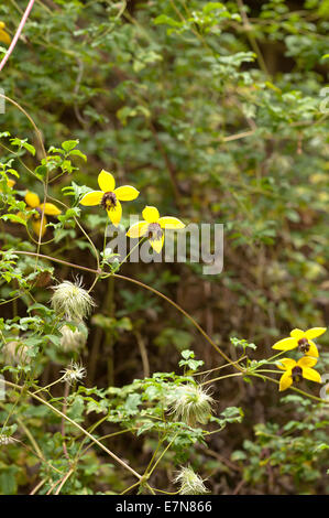 Attraktive Clematis Kletterer leuchtendes goldgelb mit langen Staubbeuteln Staubfäden und Blütenblätter gegen Laub Stockfoto