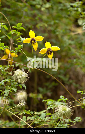 Attraktive Clematis Kletterer leuchtendes goldgelb mit langen Staubbeuteln Staubfäden und Blütenblätter gegen Laub Stockfoto