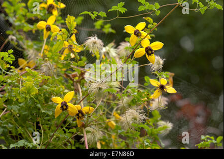 Attraktive Clematis Kletterer leuchtendes goldgelb mit langen Staubbeuteln Staubfäden und Blütenblätter gegen Laub Stockfoto