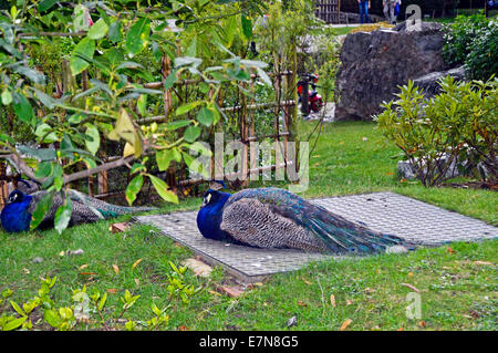 Pfauen in Kyoto-Garten, ein japanischer Garten in Holland Park, Royal Borough of Kensington und Chelsea, London, England, UK Stockfoto