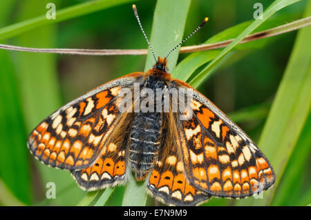 Marsh Fritillary Butterfly - öffnen Eurodryas Aurinia Flügel Stockfoto