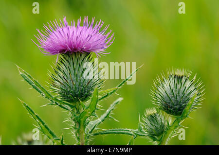 Kratzdistel - Cirsium Vulgare Blumen und Knospen Stockfoto