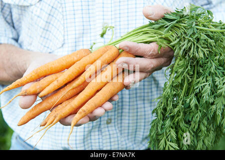 Nahaufnahme von Mann, hält frisch geerntete Möhren Stockfoto