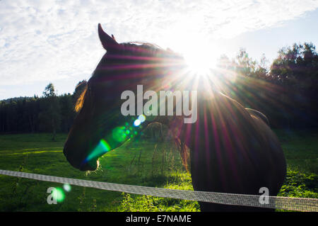 Südböhmen, Novohradske Gebirge, Feld, Wiese, Himmel, Wolken, bewölkt, grüne, blaue Farbe, grasende Pferde, durchsuchen, 8. September 2014 (CTK Foto/Libor Sojka) Stockfoto