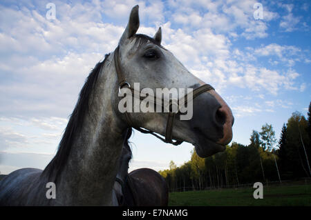 Südböhmen, Novohradske Gebirge, Feld, Wiese, Himmel, Wolken, bewölkt, blaue Farbe, grasende Pferde, durchsuchen, 8. September 2014 (CTK Foto/Libor Sojka) Stockfoto