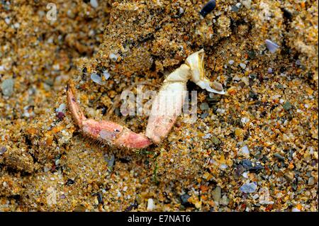 Ein abgetrennter Krabbe Bein auf einem sandigen Strand England uk Stockfoto
