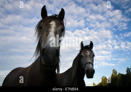 Südböhmen, Novohradske Gebirge, Feld, Wiese, Himmel, Wolken, bewölkt, blaue Farbe, grasende Pferde, durchsuchen, 8. September 2014 (CTK Foto/Libor Sojka) Stockfoto