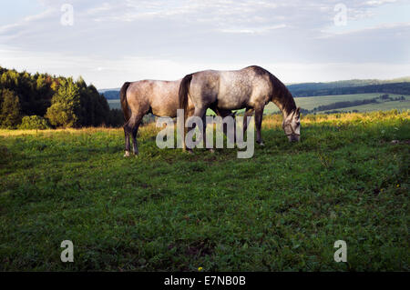 Südböhmen, Novohradske Gebirge, Feld, Wiese, Himmel, Wolken, bewölkt, grüne, blaue Farbe, grasende Pferde, durchsuchen, 8. September 2014 (CTK Foto/Libor Sojka) Stockfoto