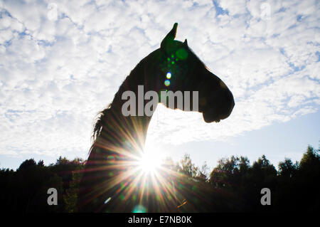 Südböhmen, Novohradske Gebirge, Feld, Wiese, Himmel, Wolken, bewölkt, grüne, blaue Farbe, grasende Pferde, durchsuchen, 8. September 2014 (CTK Foto/Libor Sojka) Stockfoto