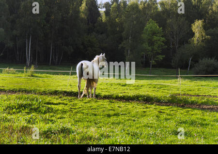 Südböhmen, Novohradske Gebirge, Feld, Wiese, grün, grasende Pferde, durchsuchen, 8. September 2014 (CTK Foto/Libor Sojka) Stockfoto