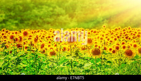 Schöne Sonnenblumen Feld in hellen gelben Sonnenlicht, tolle Panorama-Landschaft, tolle frische Blumen wachsen in Europa Stockfoto