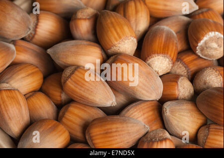 Haufen von Reife geschälte Kentish Kochfeld Cobnut wie Hasel Nuss sondern mehr länglichen Schale Schale Stockfoto