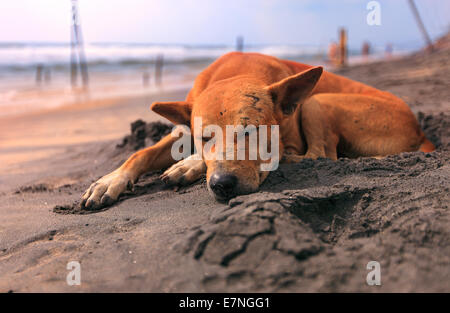 Traurig streunender Hund schlafen auf indischen Strand Stockfoto