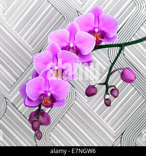 Schuss von rosa Orchidee Blume auf schwarz-weiß gestreiften Hintergrund hautnah Stockfoto