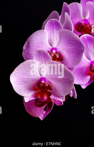 Zweig der rosa Orchidee blüht auf schwarzem Hintergrund Stockfoto