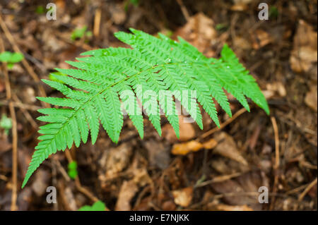 Farne wachsen in nassen tiefen Highland Wald. Karpaten Natur Hintergrund. Ukraine Stockfoto