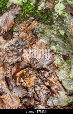 Herbst Hintergrund mit gefallenen nassen Blätter im verregneten Wald. Abstrakte Natur Hintergrund Stockfoto