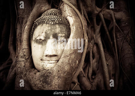 Buddha-Kopf in die Baumwurzeln versteckt. Alten Sandstein Skulptur im Wat Mahathat. Ayutthaya, Thailand Stockfoto