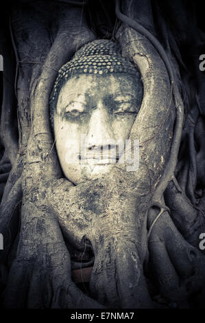 Buddha-Kopf in die Baumwurzeln versteckt. Alten Sandstein Skulptur im Wat Mahathat. Ayutthaya, Thailand Stockfoto