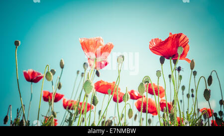 Floraler Hintergrund im Vintage-Stil für die Grußkarte. Wilder Mohn Blumen auf Sommerwiese Stockfoto