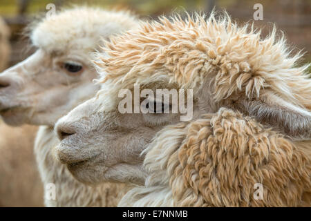 Zwei Alpakas in Peru Stockfoto