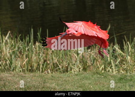 Nahaufnahme von einem südamerikanischen Scarlet Ibis (Eudocimus Ruber) im Flug zu landen Stockfoto