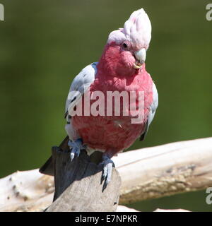 Australische Rose-breasted Cockatoo oder Galah Cockatoo (Eolophus Roseicapilla), sitzt auf einem Ast Stockfoto