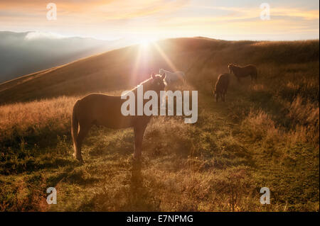 Sonnenuntergang im Gebirge Natur Hintergrund. Pferde-Silhouette in Dunst und Sonnenstrahlen auf der Sommerwiese. Bild im Vintage retro-Hipster s Stockfoto