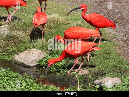 Gruppe von südamerikanischen scharlachrote Ibisse (Eudocimus Ruber) auf Futtersuche in der Nähe von einem kleinen Bach Stockfoto