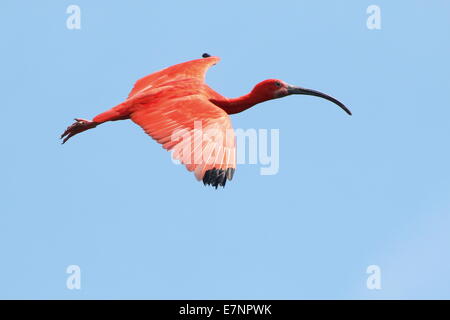 Nahaufnahme von einem Scarlet Ibis (Eudocimus Ruber) auf der Flucht vor einem blauen Himmel Stockfoto