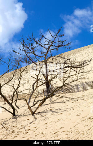 Besucher der berühmten Düne von Pyla, die höchste Sanddüne Europas in Pyla Sur Mer, Frankreich. Stockfoto