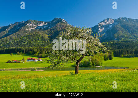 Bayern, Deutschland, Oberbayern, Chiemgau, Inzell, Ruhpolding, Frosch-See, See, Frühling, Apfelbaum, Blüten, Blumenwiese, Mea Stockfoto