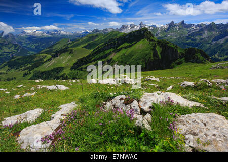 Alp, Alpen, Blick, Blick vom Fronalpstock, Berge, Bergpanorama, Berge, Blume, Blumen, Blumenwiese, Klippe, Fels, Fr Stockfoto