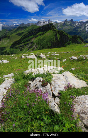 Alp, Alpen, Blick, Blick vom Fronalpstock, Berge, Bergpanorama, Berge, Blume, Blumen, Blumenwiese, Klippe, Fels, Fr Stockfoto