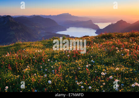 Abend, Abend-Stimmung, Alp, Alpen, sehen, Blick vom Fronalpstock, Berg, Bergpanorama, Berge, Bergfrühling, Blume, Stockfoto