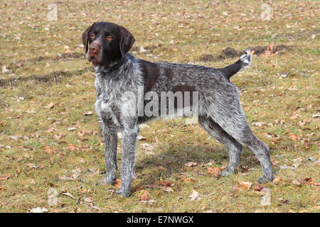 Das Porträt des böhmischen rauhaar Pointing Griffon Stockfoto