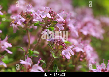 Alpen, Alpenblumen, Alpenflora, Appenzell, Berg Blume, Berge, Bergflora, Blume, Blumen, Blüte, gedeihen, Bl Stockfoto