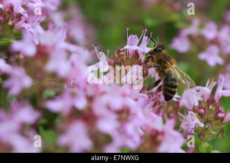 Alpen, Alpenblumen, Alpenflora, Appenzell, Berg Blume, Berge, Bergflora, Abstauben, Biene, Blume, Blumen, Blüte Stockfoto