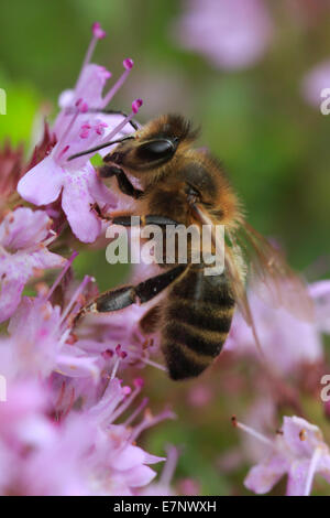 Alpen, Alpenblumen, Alpenflora, Appenzell, Berg Blume, Berge, Bergflora, Abstauben, Biene, Blume, Blumen, Blüte Stockfoto