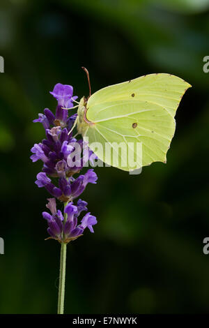 Tier, Insekt, gemeinsame Zitronenfalter Gonepteryx Rhamni, Pieridae, Arthropoda, Lepidoptera, Schmetterling, Flügel, gelb, geschlossen, Ausrüstu Stockfoto
