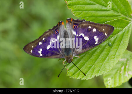 Animnal, Insekten, Schmetterling, Lepidoptera, lila Kaiser, Apatura Iris, blau, Schweiz Stockfoto