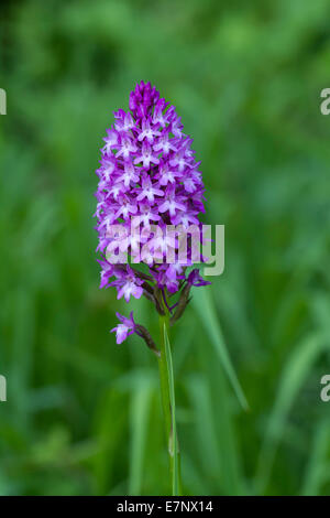 Natur, Blume, Pflanze, Lila, violett, Orchidaceae, Anacamptis Pyramidalis, Schweiz Stockfoto