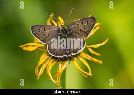 Tier, Insekten, Schmetterling, Lepidoptera, rußigen Kupfer, Lycaena Tityrus, Lycaenidae, blau, Schweiz Stockfoto