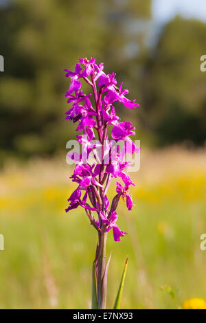 Orchis Palustris SSP Robusta Orchis Robusta Robustes Knabenkraut Stockfoto