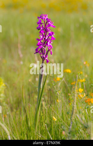 Orchis Palustris SSP Robusta Orchis Robusta Robustes Knabenkraut Stockfoto