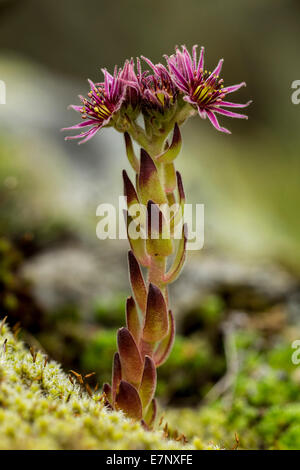 Natur, Pflanze, Blume, Lila, Hauswurze, Sepervivum, Crassulaceae, Schweiz Stockfoto