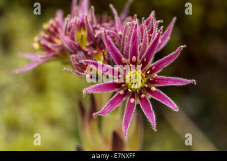 Natur, Pflanze, Blume, Lila, Hauswurze, Sepervivum, Crassulaceae, Schweiz Stockfoto