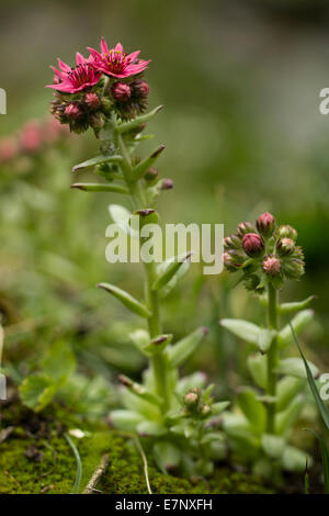 Natur, Pflanze, Blume, Lila, Hauswurze, Sepervivum, Crassulaceae, Schweiz Stockfoto