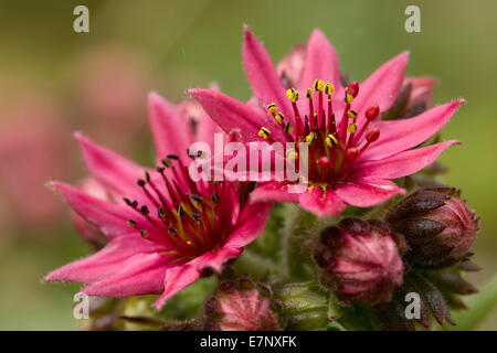 Natur, Pflanze, Blume, Lila, Hauswurze, Sepervivum, Crassulaceae, Schweiz Stockfoto