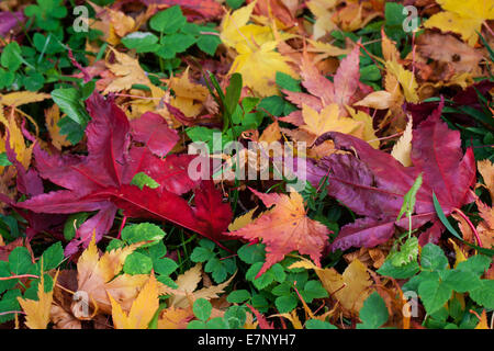 Leaves, colors, garden, autumn, autumn colors, Switzerland, colorful, foliage Stockfoto